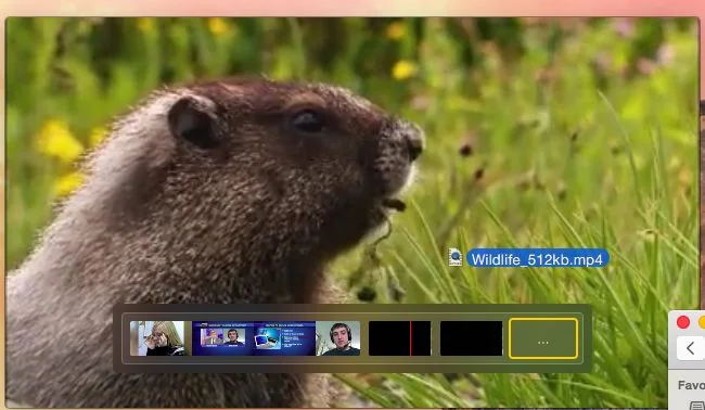 Squirrel visible in a video editing preview